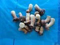 2012 new crop frozen boletus edulis (A whole ) 2