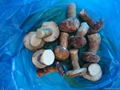 2012 new crop frozen boletus edulis (A whole ) 3