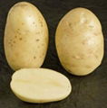 POTATOES FROM TURKEY