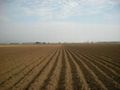 POTATO - TURKEY - FRESH HARVEST 2