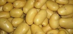 FRESH POTATOES - FROM TURKEY