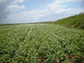 FRESH POTATOES - FROM TURKEY  5