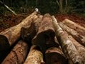 Bubinga, padouk, doussie, tali, timber , logs