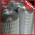 Hot dipped Galvanized After Welded Wire Mesh(factory) 3