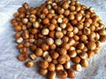 dried betel nut 1