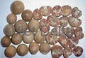 dried betel nut by split