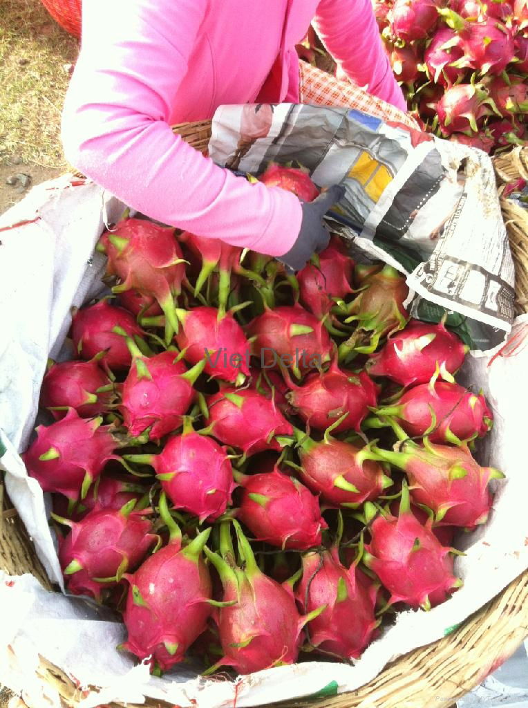 Dragon fruit 4