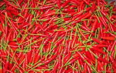 chilli