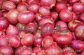 Red onion 1