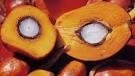 crud palm oil