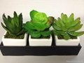 artificial potted succulent 5