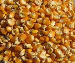 Yellow Corn Grade 1,Animal Feed,Yellow Maize Seed,Yellow Millet,Yellow Broom Cor