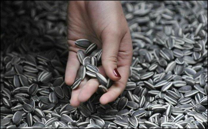 sunflower seeds