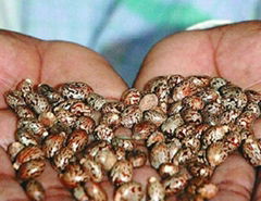 Hybrid Castor Seeds