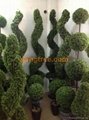 artificial boxwood topiary