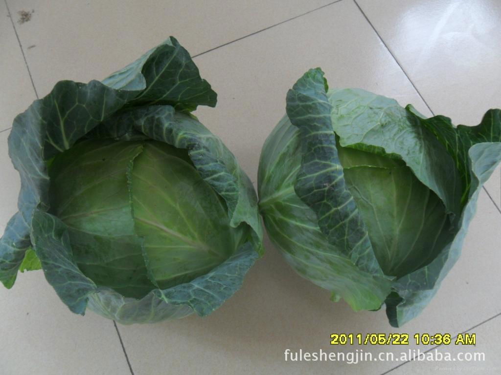 fresh flat cabbage 2