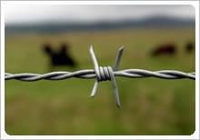 Barbed Wire/ Razor Wire 3