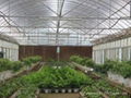 the agricultural greenhouse