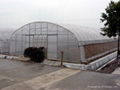 single-span film greenhouse 1