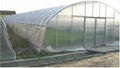single-span film greenhouse 2