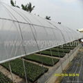 Tunnel Greenhouse for agriculture 4