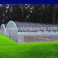 Tunnel Greenhouse for agriculture 5