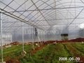 Poly Film Greenhouse 5
