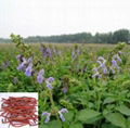 Salvia Miltiorrhiza P.E (Salvianolic acid B)