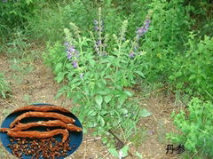 Salvia Miltiorrhiza P.E(Dihydrotanshinone)