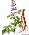 Salvia Miltiorrhiza P.E (Tanshinone IIA)