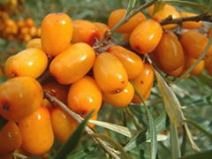 Seabuckthorn Seed Oil