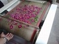 tunnel conveyor belt type microwave dryer for red rose flower dryer