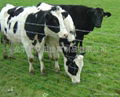 Grassland Fence