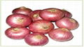 Red Onion