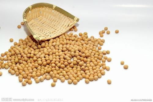 organic soybean