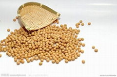 organic soybean