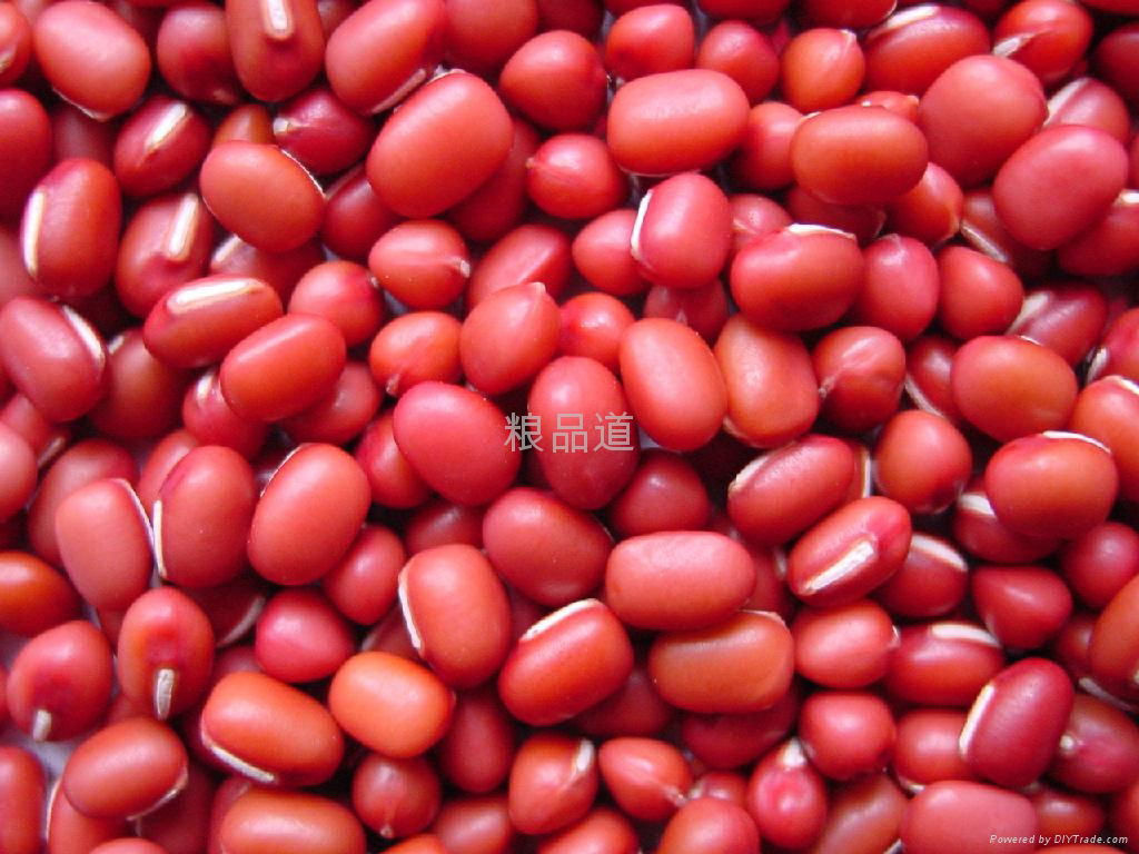 organic red bean 3