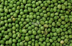 organic green bean