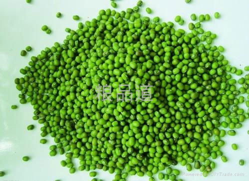 organic mung bean 3