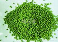 organic mung bean 3