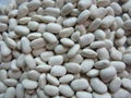 organic white kidney beans 1