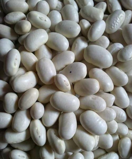 有机白芸豆通过中国有机产品认证 2
