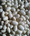 organic white kidney beans 2