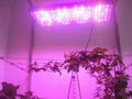 High power 720w full spectrum led grow light for flowering stage 4