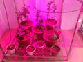 120w led plant grow light for indoor use/hydroponics lighting 5