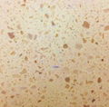 Quartz Stone Single colour S1 5