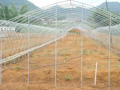 山東鋼架蔬菜大棚