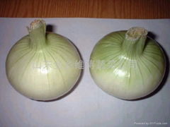 YELLOW ONION