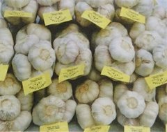GARLIC HEIGHT QUALITY OF EXPORT