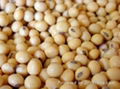 Soybean Seed 1